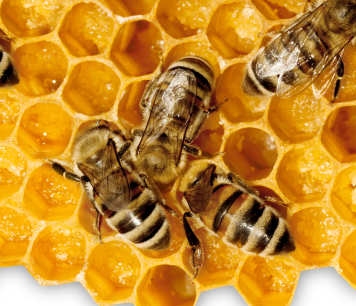Bees on a bee hive