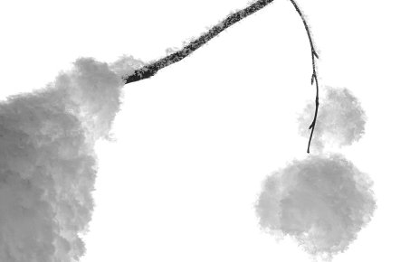 Snow on a tree