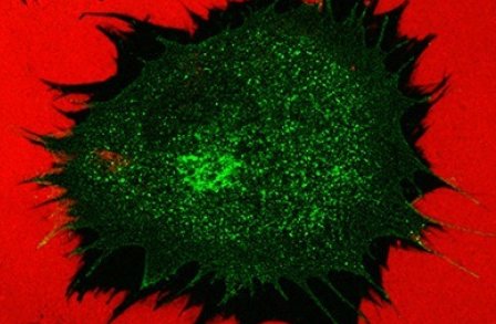 Facility for Imaging by Light Microscopy