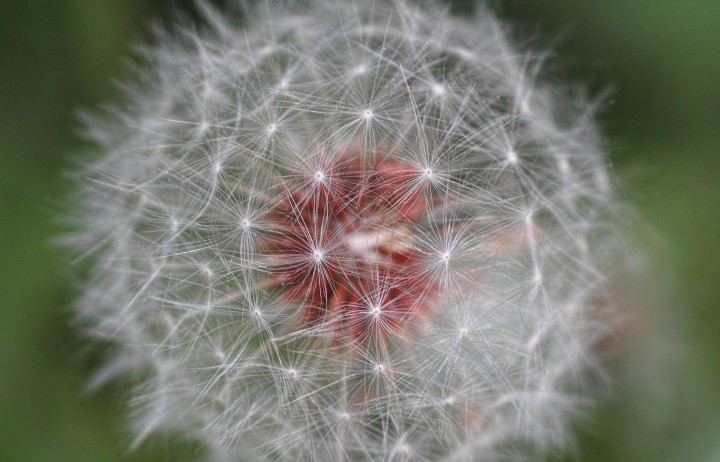 Close up of a dandelion flower going to seed