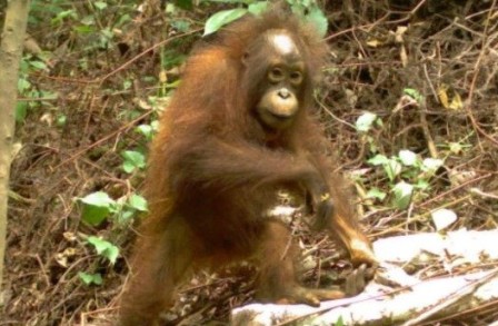 Photo of an orangutan in a forest