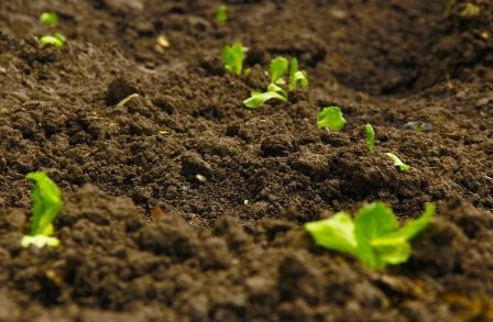 Earth - soil - with tiny plant shoots growing