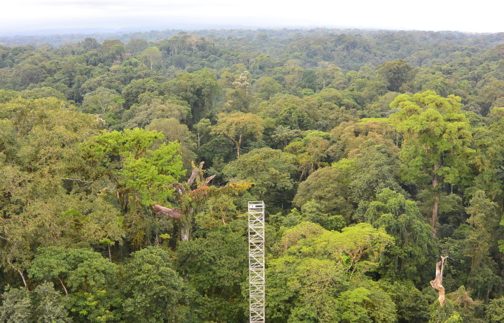Canopy view over a forest