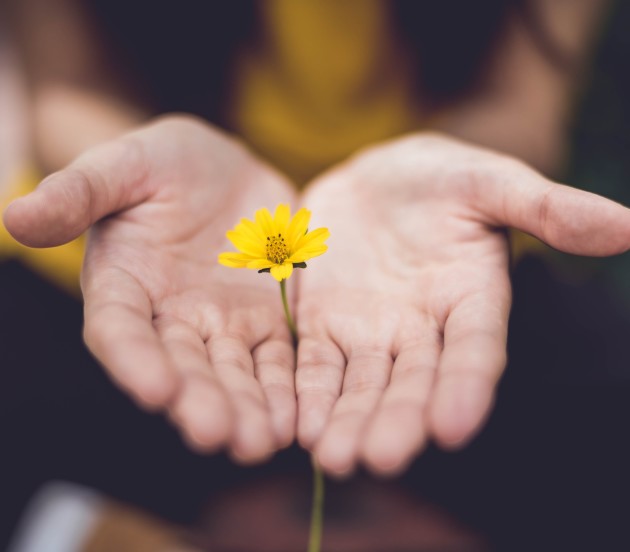 open hands holding yellow flower