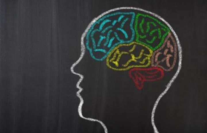 Chalk picture of a brain with different sections in different colours