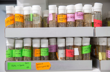 A rack of test tubes
