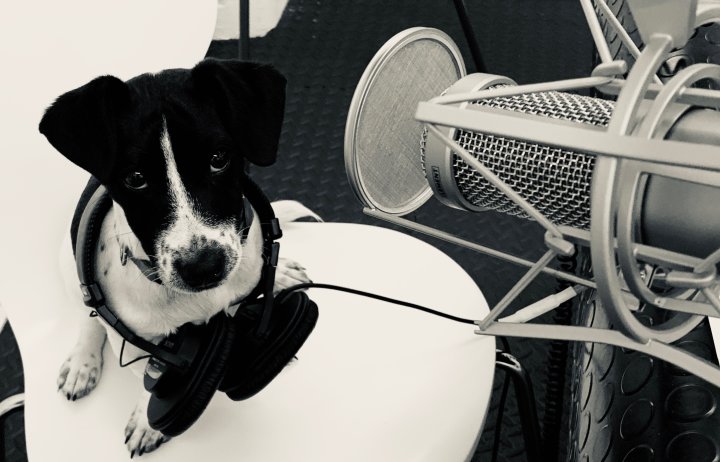 Puppy sitting next to microphone in a recording studio, with headphones round his neck