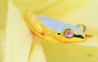 madagascar frog