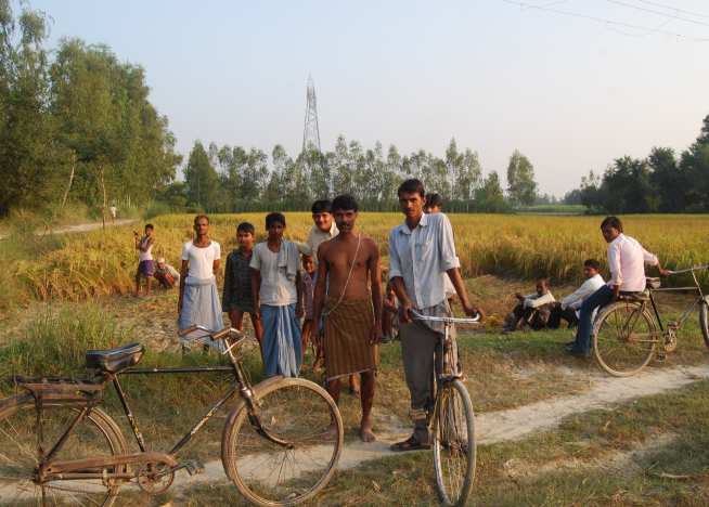 Farmers harvesting their rice crop